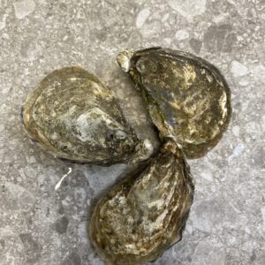 Oesters Ierse Blas €/st 1,95