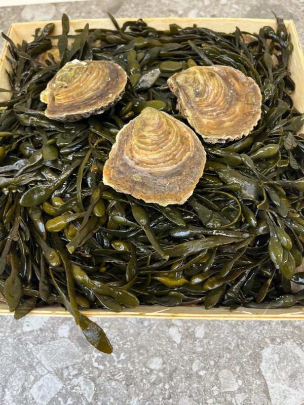 Oesters Zeeuwse platte nummer 4 (€/st 2,50) - Afbeelding 2
